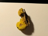 Entonaema liquescens image