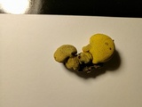 Entonaema liquescens image