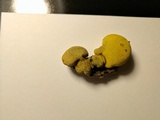 Entonaema liquescens image