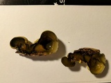 Entonaema liquescens image