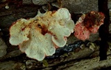 Byssomerulius incarnatus image