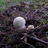Agaricus floridanus image