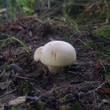 Agaricus floridanus image