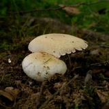 Agaricus floridanus image
