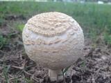 Agaricus porphyrocephalus image