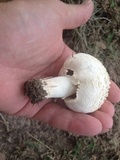 Agaricus porphyrocephalus image