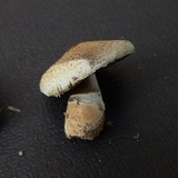 Agaricus floridanus image