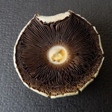 Agaricus floridanus image