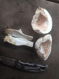 Agaricus porphyrocephalus image