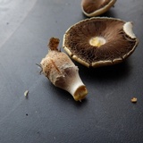 Agaricus floridanus image