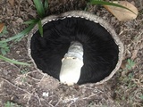 Agaricus porphyrocephalus image