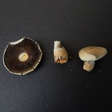 Agaricus floridanus image