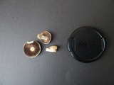 Agaricus floridanus image