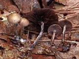 Psilocybe phyllogena image