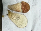 Xanthoconium affine image