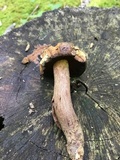 Boletus vermiculosoides image