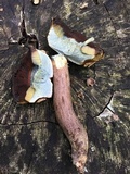 Boletus vermiculosoides image