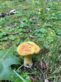 Boletus vermiculosoides image