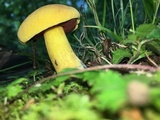 Boletus vermiculosoides image