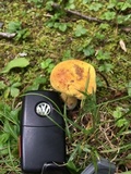 Boletus vermiculosoides image