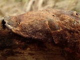 Fuscoporia ferrea image