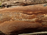 Fuscoporia ferrea image