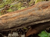 Fuscoporia ferrea image