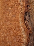 Fuscoporia ferrea image
