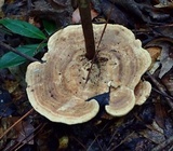 Microporellus dealbatus image