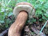 Boletus variipes var. fagicola image
