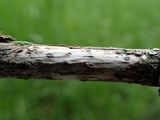 Stictis ostropoides image