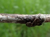 Stictis ostropoides image