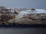 Stictis ostropoides image