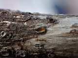 Stictis ostropoides image