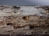 Stictis ostropoides image