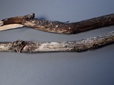 Stictis ostropoides image