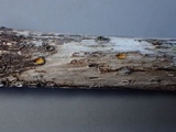 Stictis ostropoides image