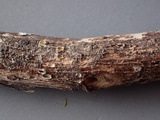 Stictis ostropoides image