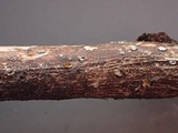 Stictis ostropoides image