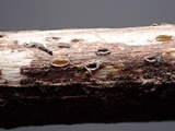 Stictis ostropoides image