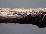 Stictis ostropoides image
