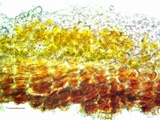 Lecanactis salicina image