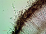 Lecanactis salicina image