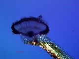 Lecanactis salicina image