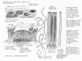 Stictis ostropoides image