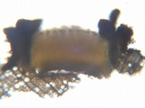 Stictis ostropoides image