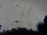 Stictis ostropoides image