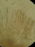 Stictis ostropoides image