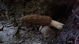 Morchella importuna image