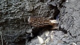 Morchella importuna image